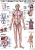 Lehrtafel Das Lymphsystem