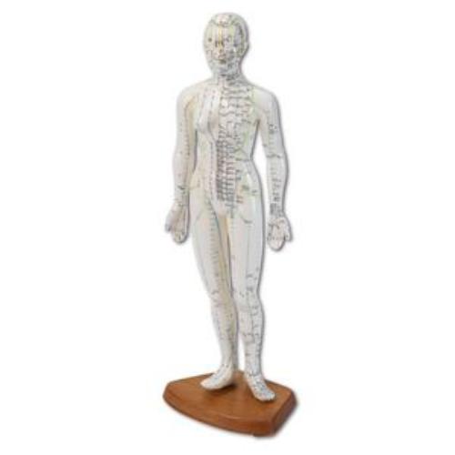 Akupunktur Modell, männlich, inkl. Sockel 45 cm, 1 Stück